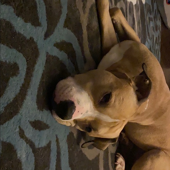 Meet your Posher, Megan - Picture 1 of 1